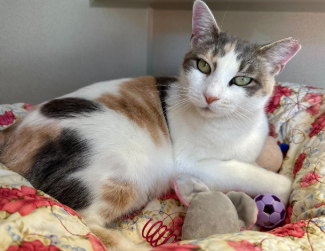 Mews News September 2026: Hello, Dolly!