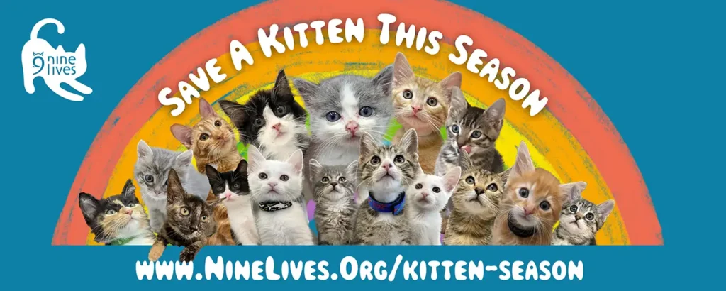 Save a kitten this season banner