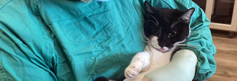 Clinician holding cat at Nine Lives Redwood City CA