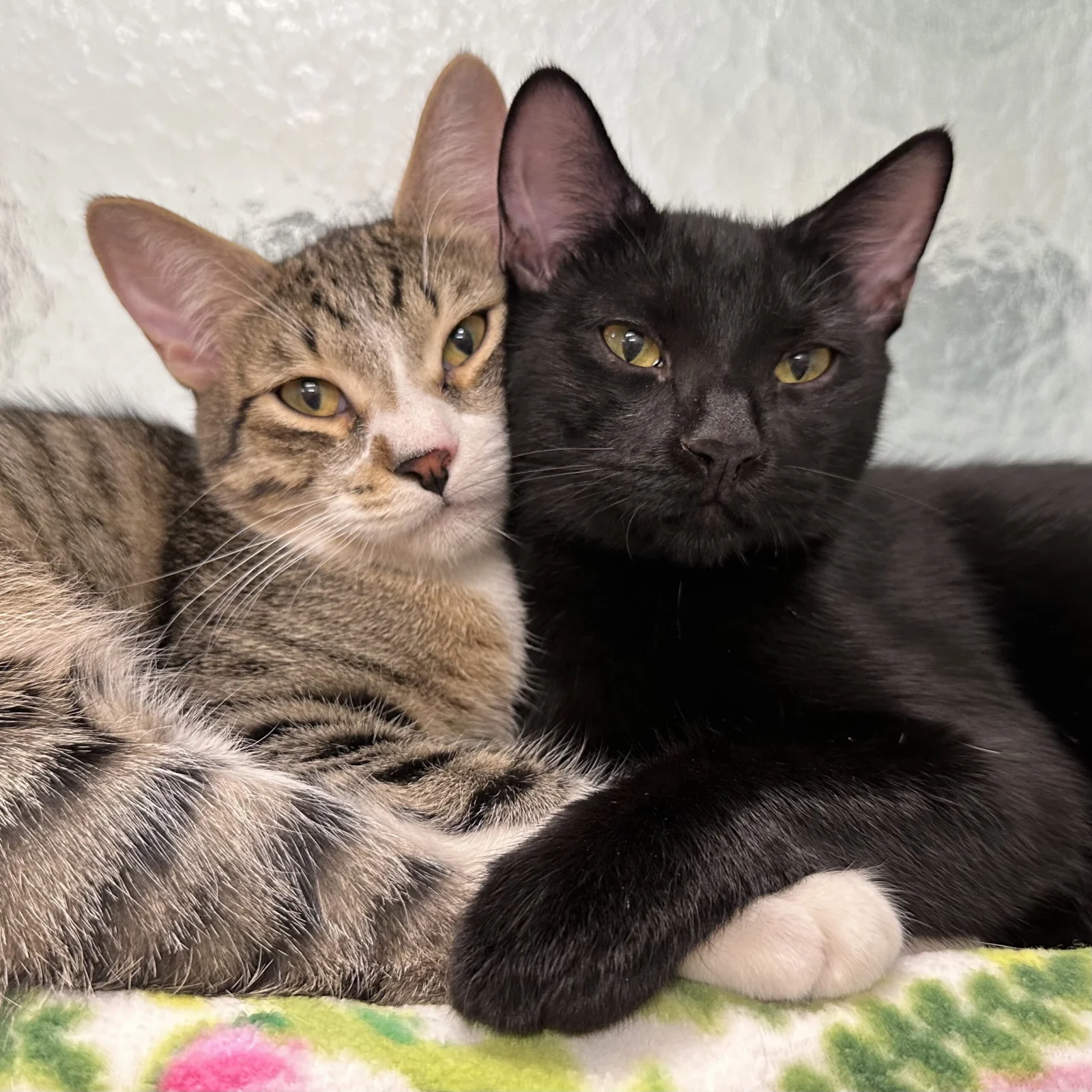 bonded kitties