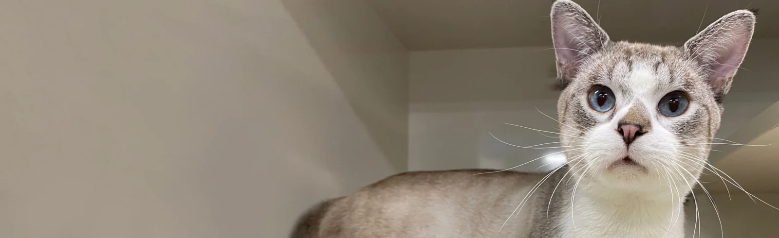Cat at Nine Lives Clinic Looking at Camera